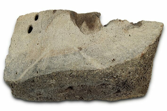 Fossil Ornithischian Dinosaur Partial Vertebra - Montana #355127